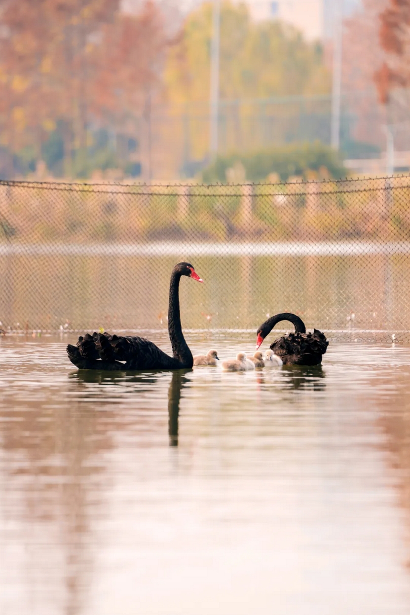 1736125113790103.png 微信截圖_20250106085232.png