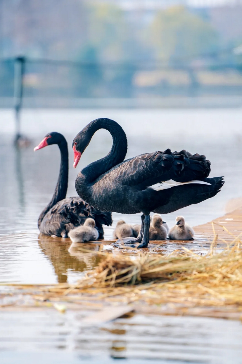 1736125121780372.png 微信截圖(tú)_20250106085246.png