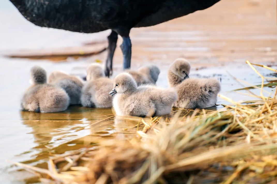 1736125130299852.png 微信截圖_20250106085256.png