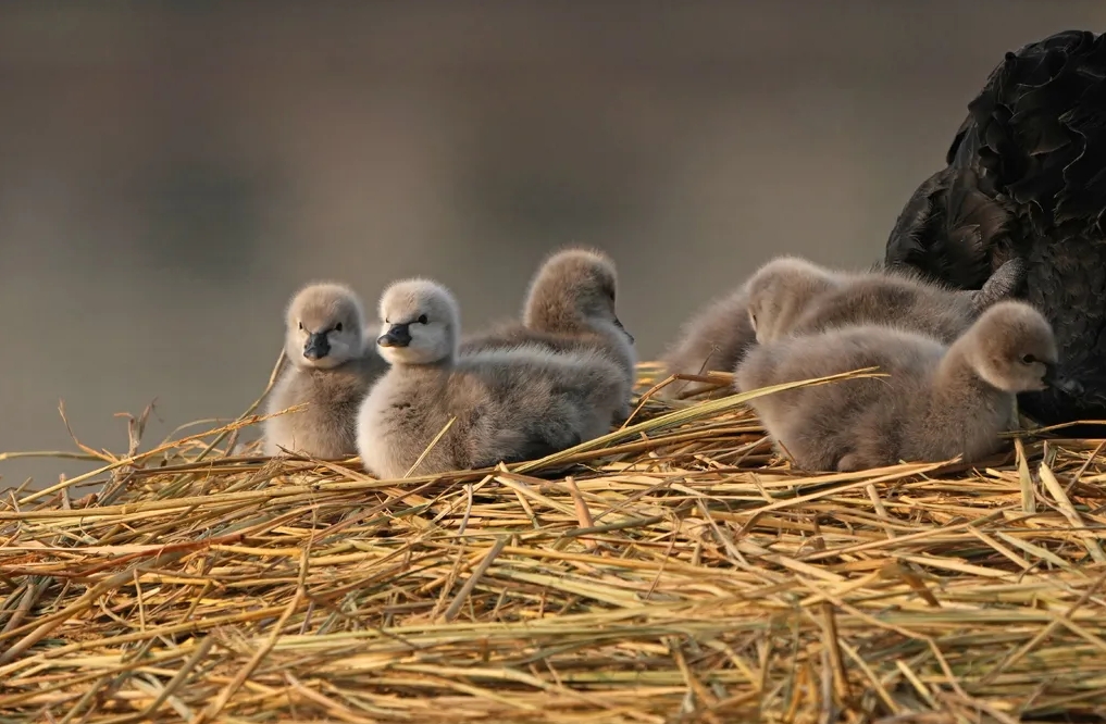 1736125141278776.png 微信截圖_20250106085306.png