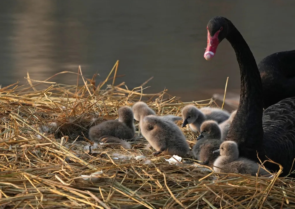 1736125232628601.png 微信截圖_20250106085315.png