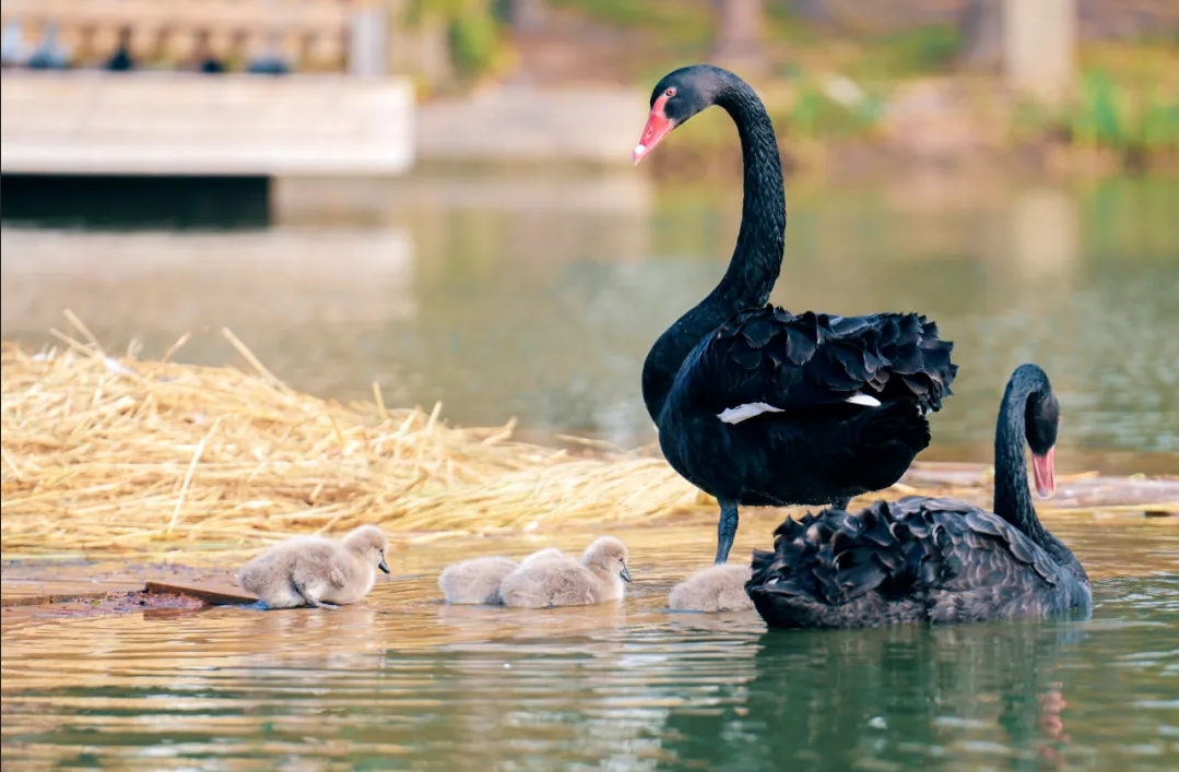 1736125240414683.png 微信截圖_20250106085326.png