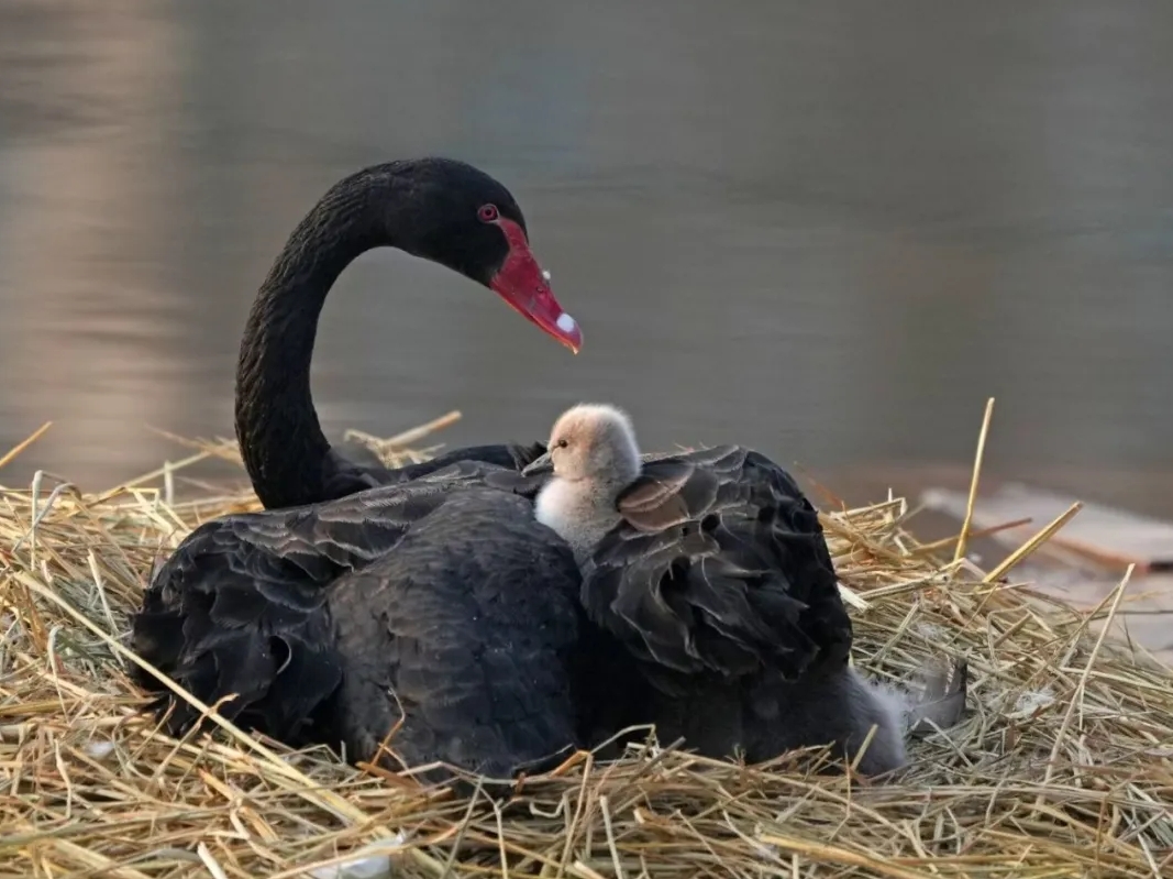 1736125247407901.png 微信截圖_20250106085335.png