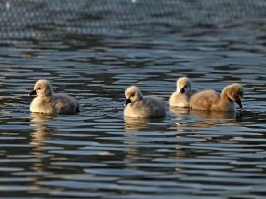 1736125273465832.png 微信截圖_20250106085401.png