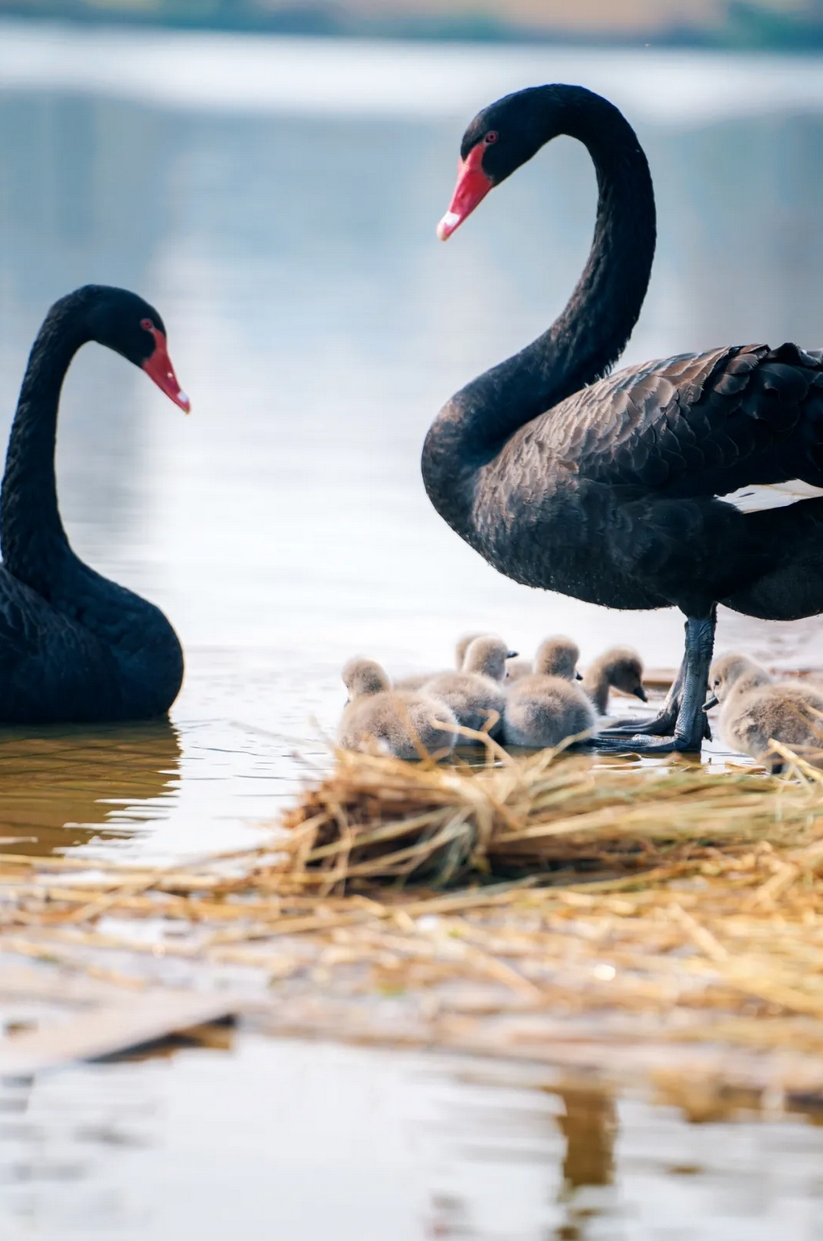 1736125283737055.png 微信截圖_20250106085412.png