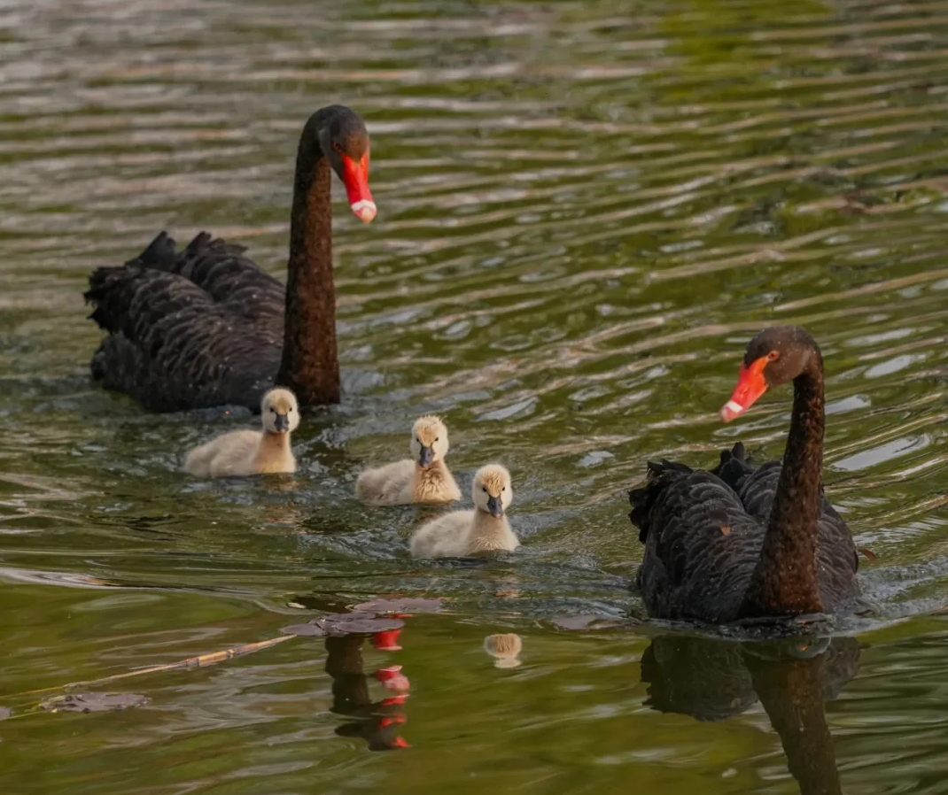 1736125292536680.png 微信截圖_20250106085423.png