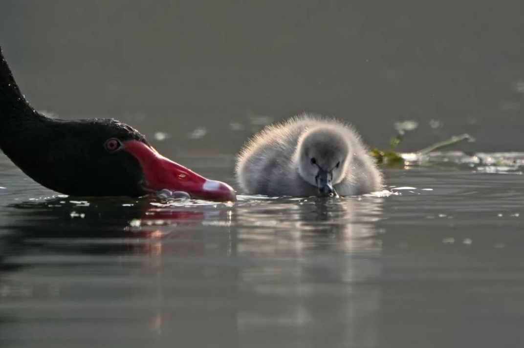 1736125301836152.png 微信截圖_20250106085432.png