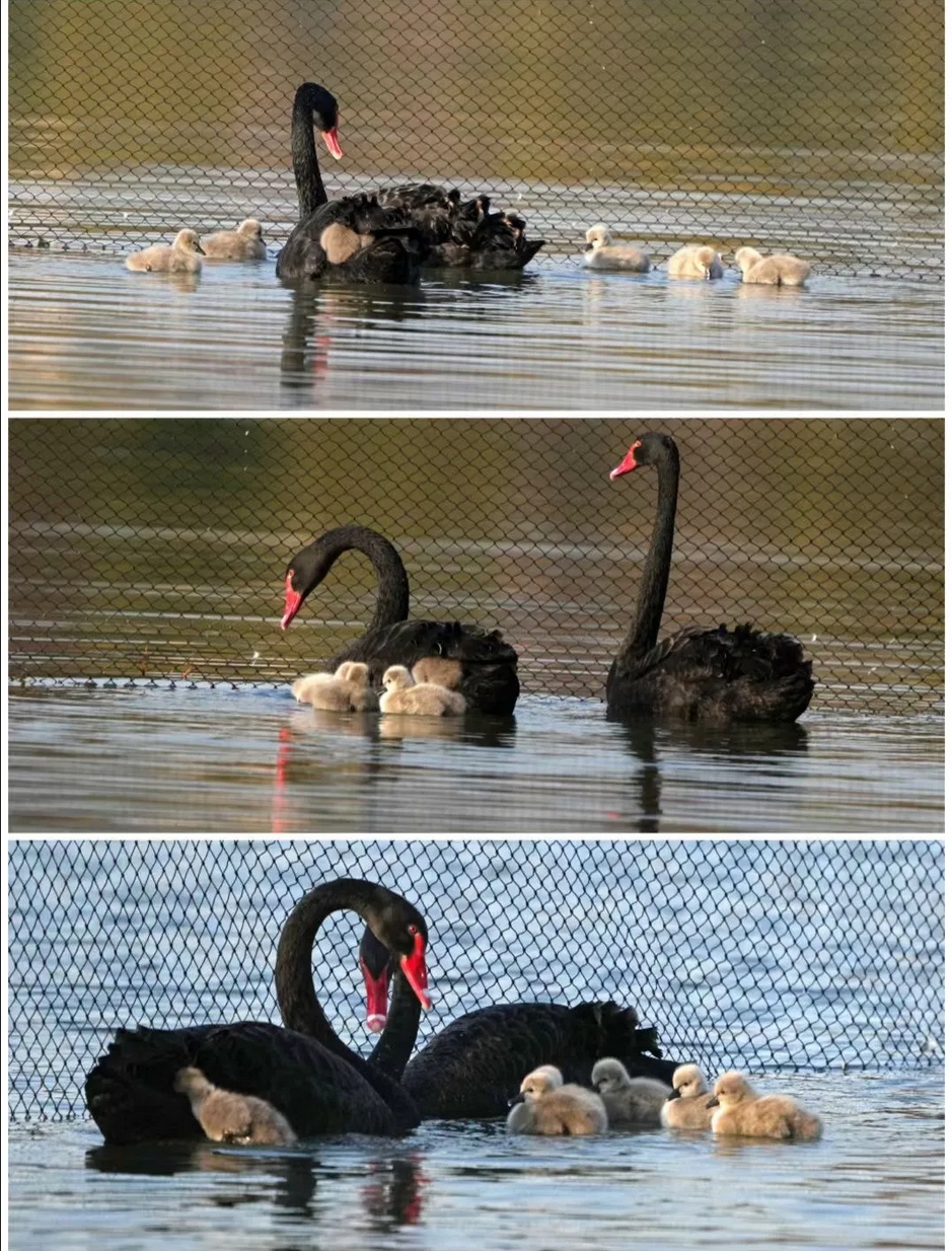 1736125310309381.png 微信(xìn)截圖_20250106085531.png