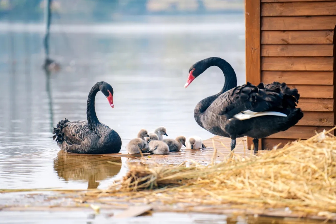 1736125354939393.png 微信截圖_20250106085555.png