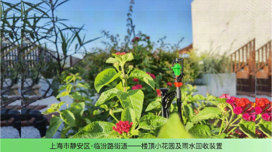 1745489589128958.gif 3.gif